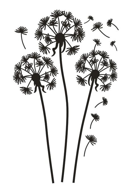 black dandelion